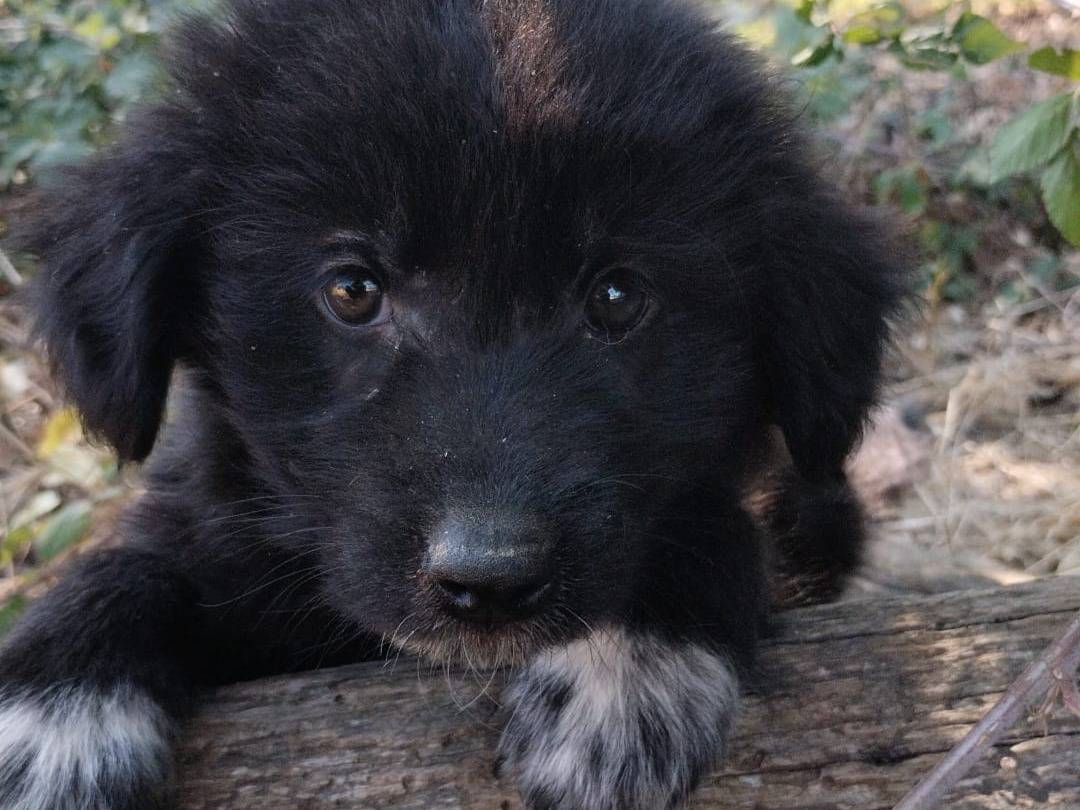 Vuoi adottare un cane a Vibo?