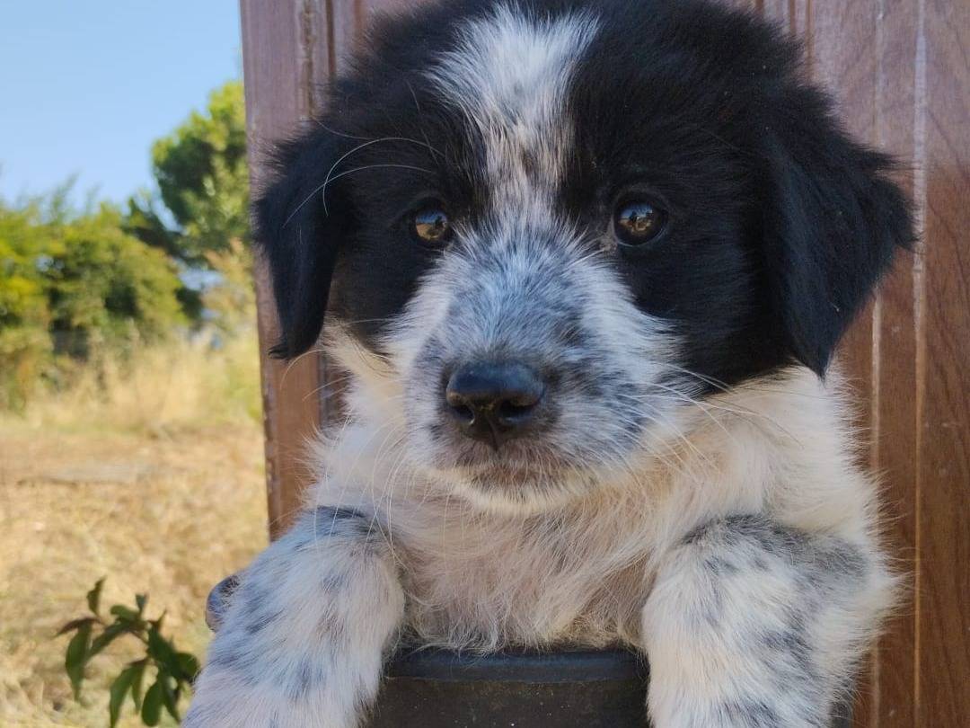 Adozione cane, maschio, Razza sconosciuta Razza sconosciuta, 3 mesi, taglia media, Vibo