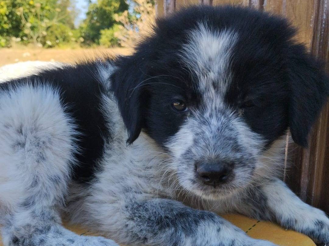 Adotta un cane, maschio, 3 mesi, Vibo