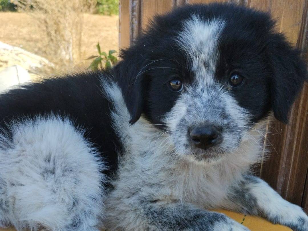 Adotta un cane, taglia media, maschio, Vibo