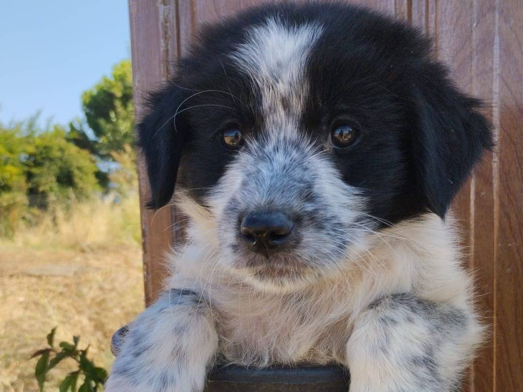 Vuoi adottare un cane a Vibo?