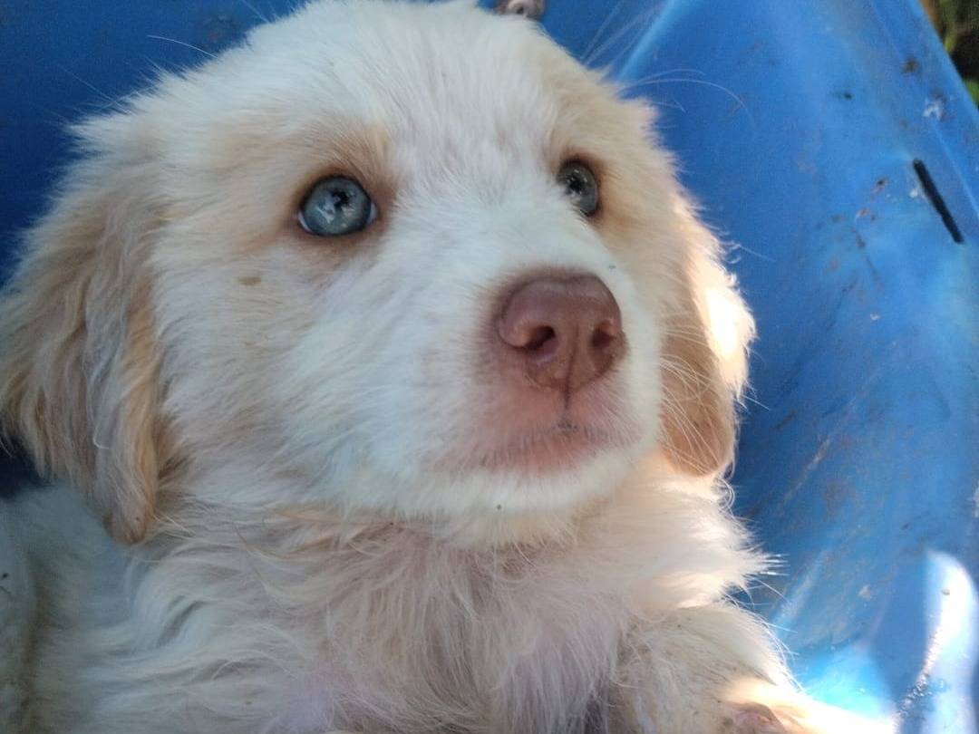 Vuoi adottare un cane a Vibo?