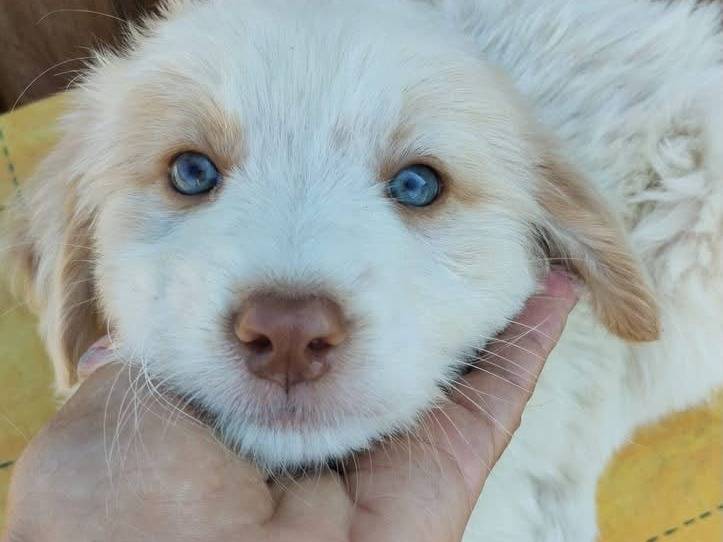 Adozione cane, maschio, Razza sconosciuta Razza sconosciuta, 3 mesi, taglia media, Vibo