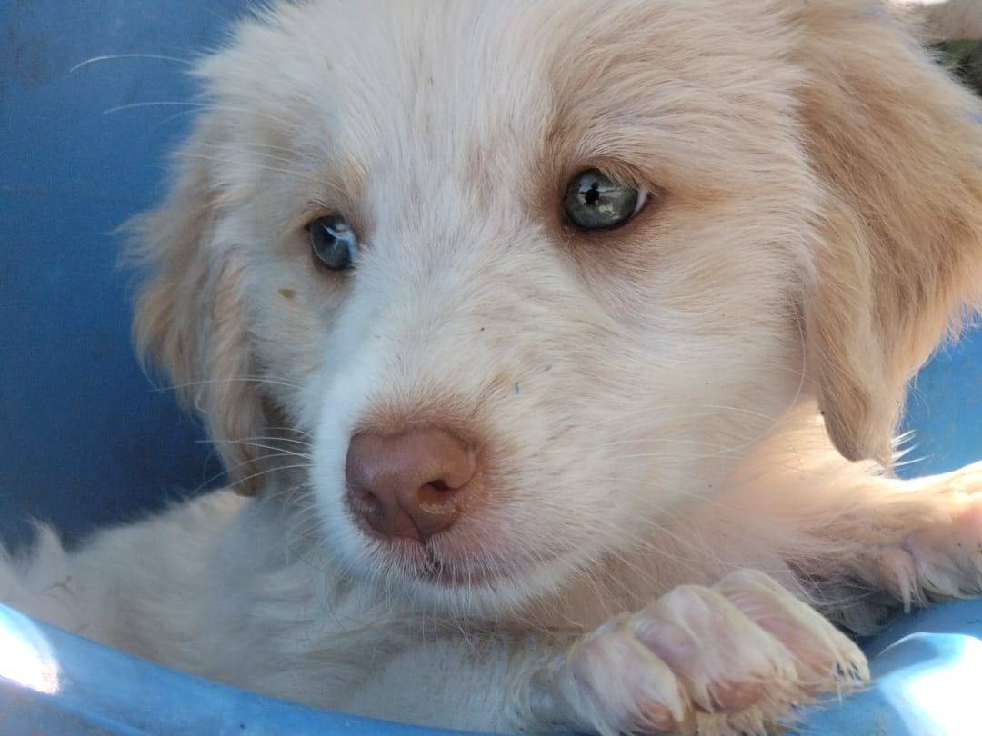Adotta un cane, taglia media, maschio, Vibo