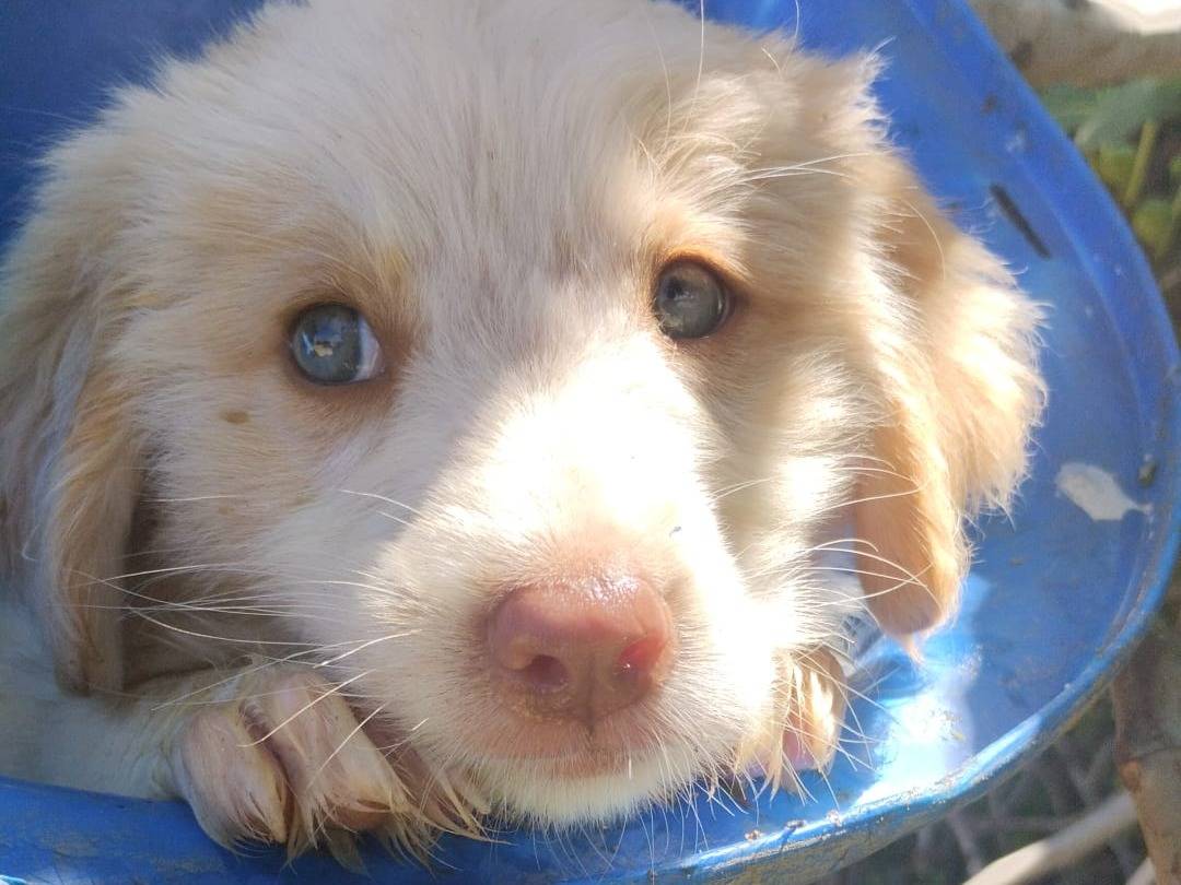 Adotta il cane ATTILA a Vibo