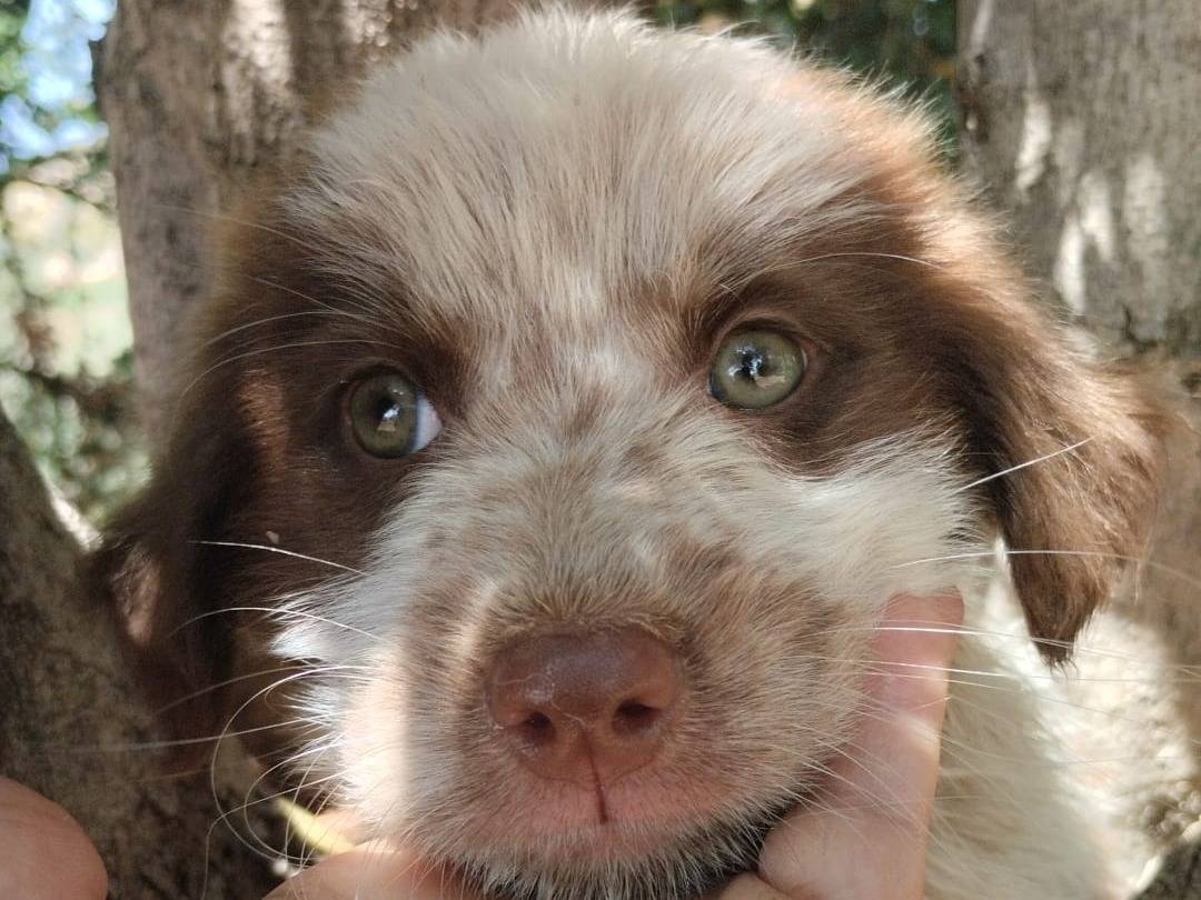 Adozione cane, maschio, Razza sconosciuta Razza sconosciuta, 3 mesi, taglia media, Vibo