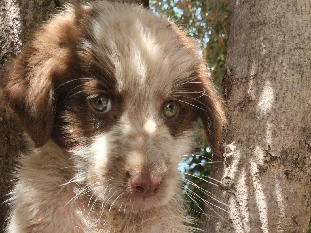 Adotta un cane, maschio, 3 mesi, Vibo