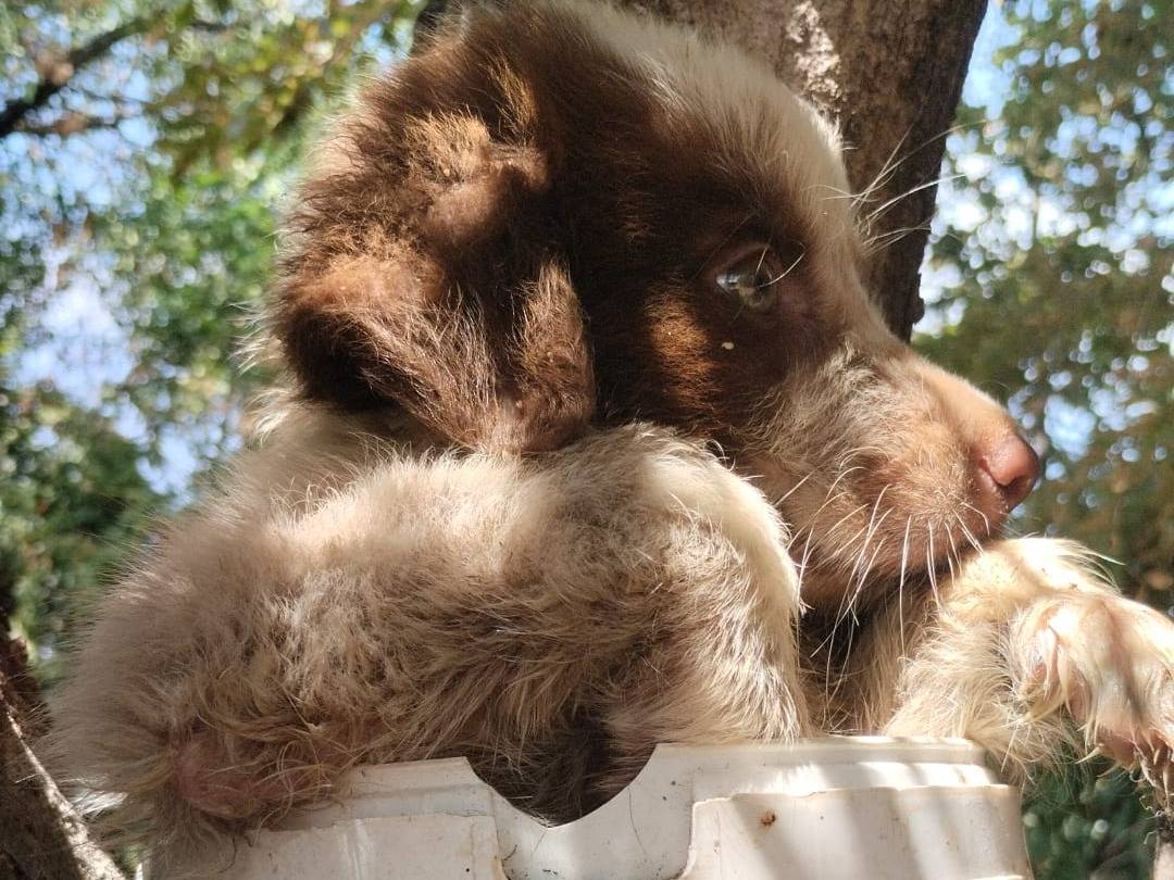 Adotta un cane, taglia media, maschio, Vibo