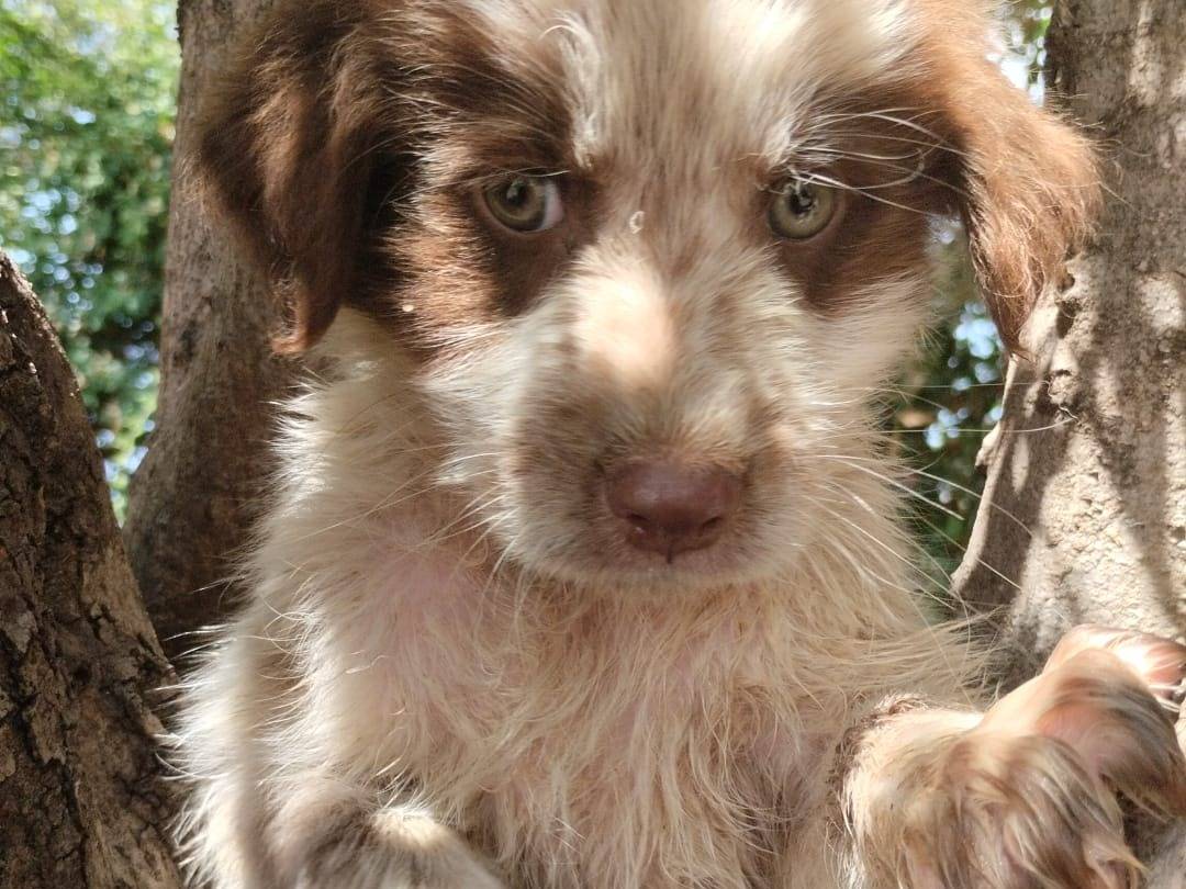 Adotta il cane ARGO a Vibo