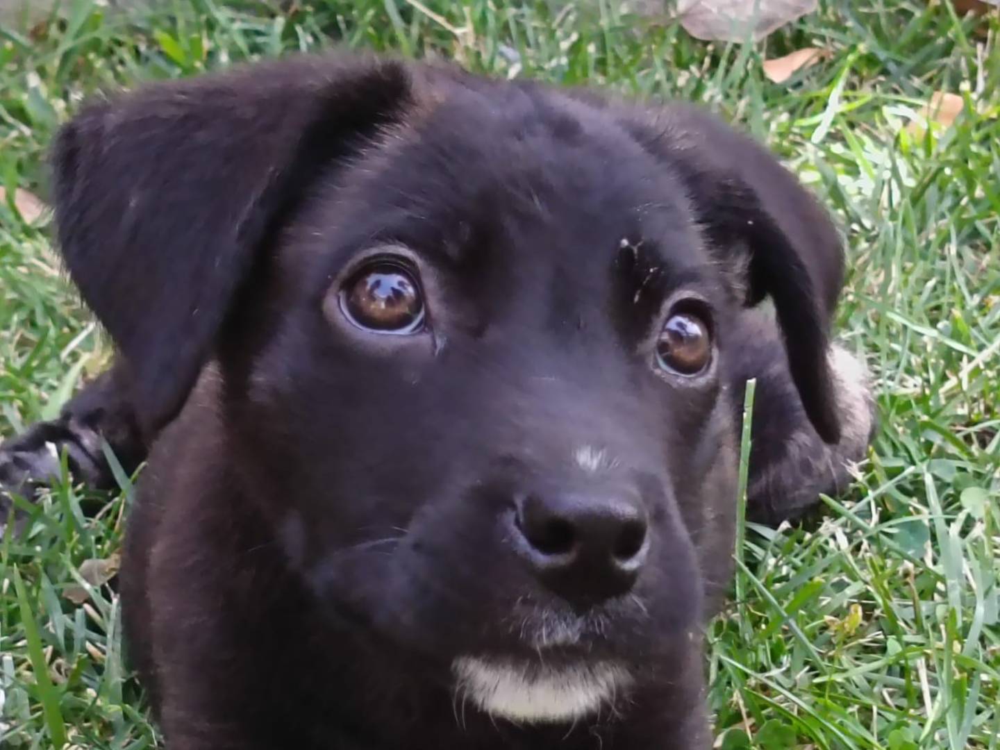 Adotta un cane, femmina, 4 mesi, Vibo