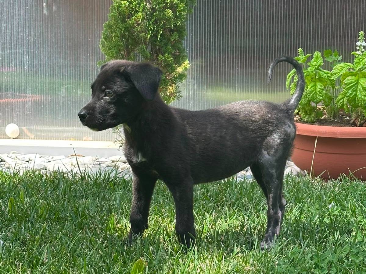 Adotta un cane, taglia media contenuta, femmina, Vibo