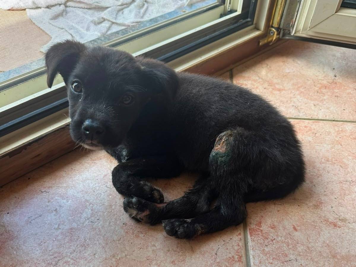 Vuoi adottare un cane a Vibo?