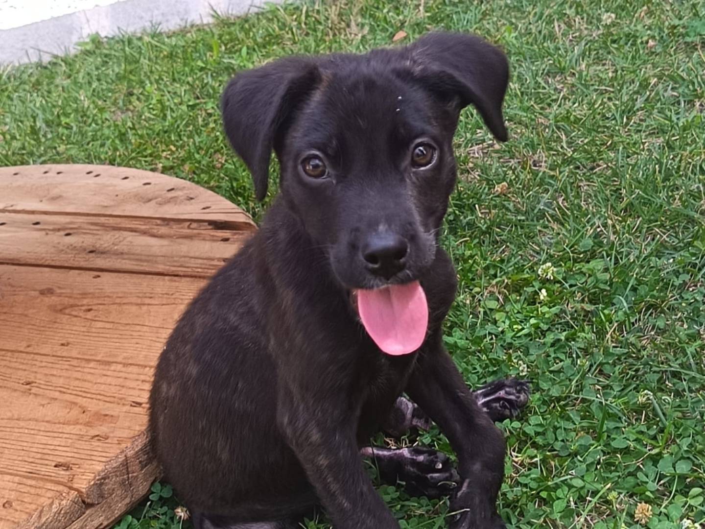 Adozione cane, femmina, Razza sconosciuta Razza sconosciuta, 4 mesi, taglia media contenuta, Vibo