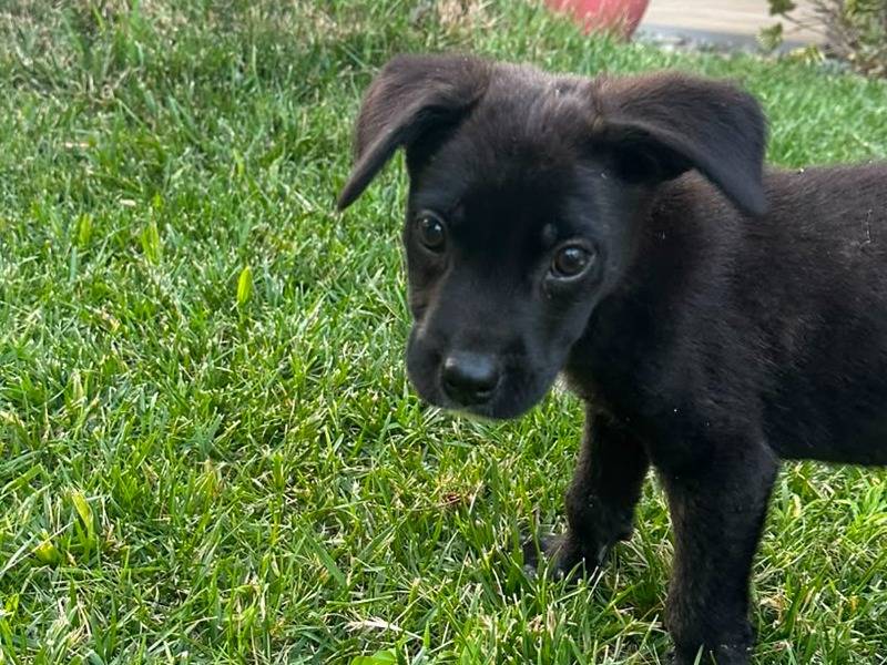 Adotta il cane ZEILA a Vibo