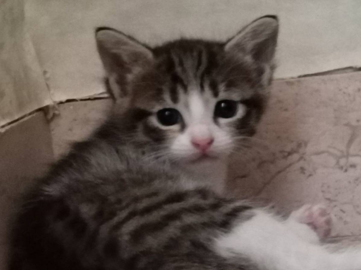 Adotta un gatto, femmina, 1 mese, Viterbo