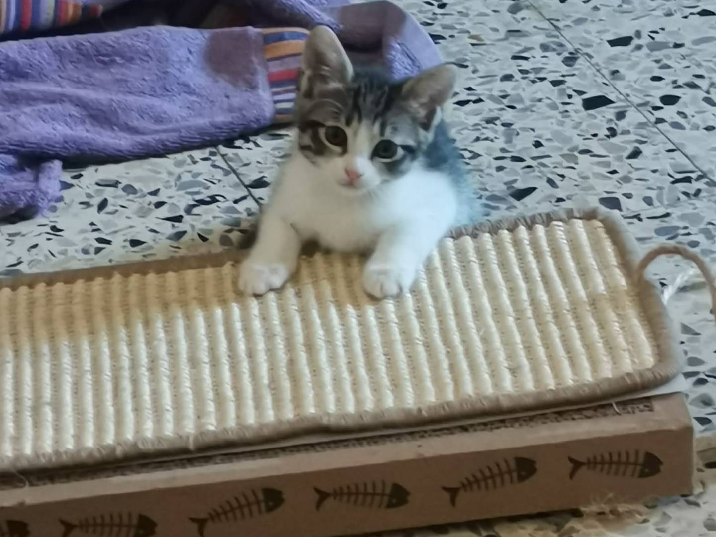 Adotta un gatto, taglia non valida, femmina, Viterbo