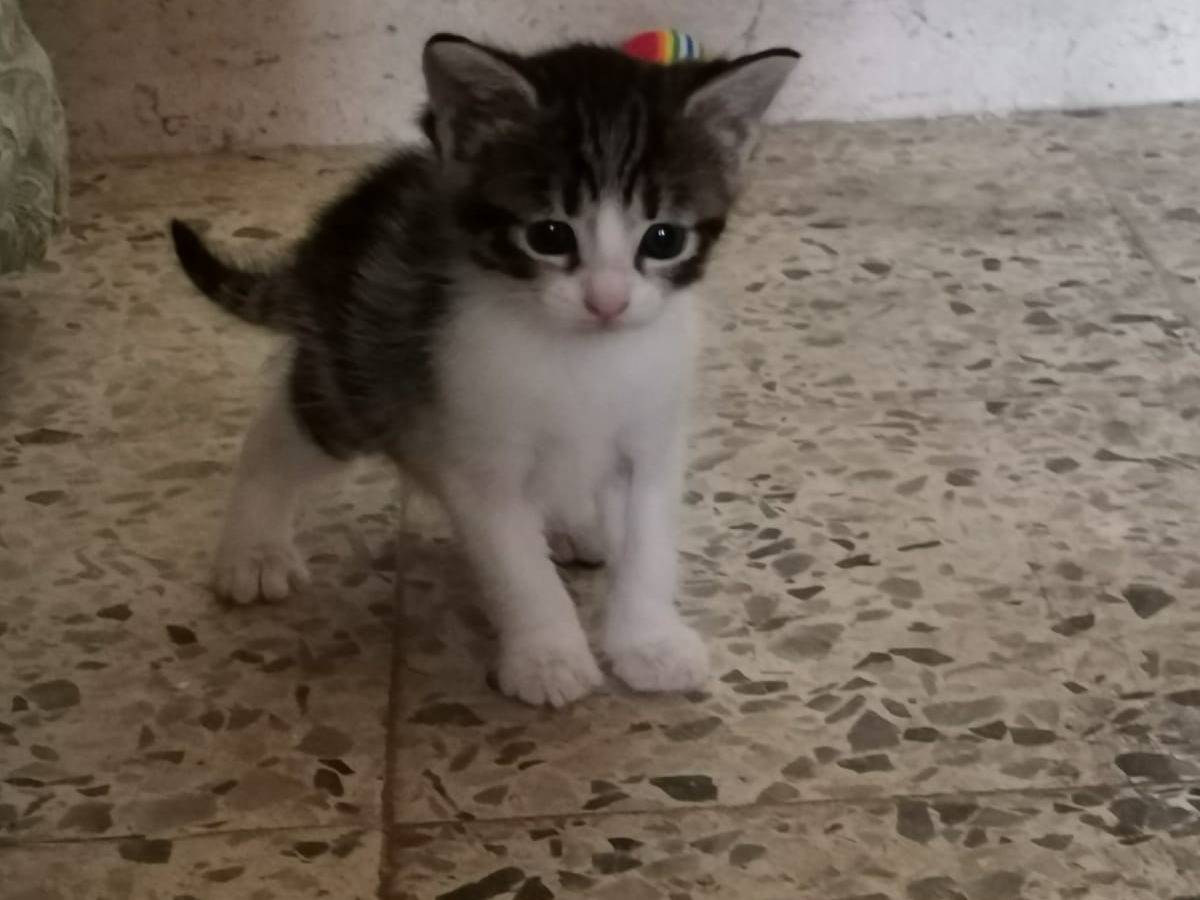 Adozione gatto, femmina, Razza sconosciuta Razza sconosciuta, 1 mese, taglia non valida, Viterbo