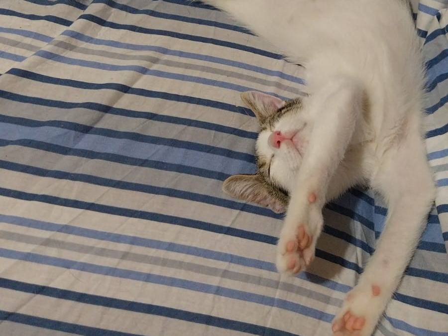 Foto 3 dell'animale
