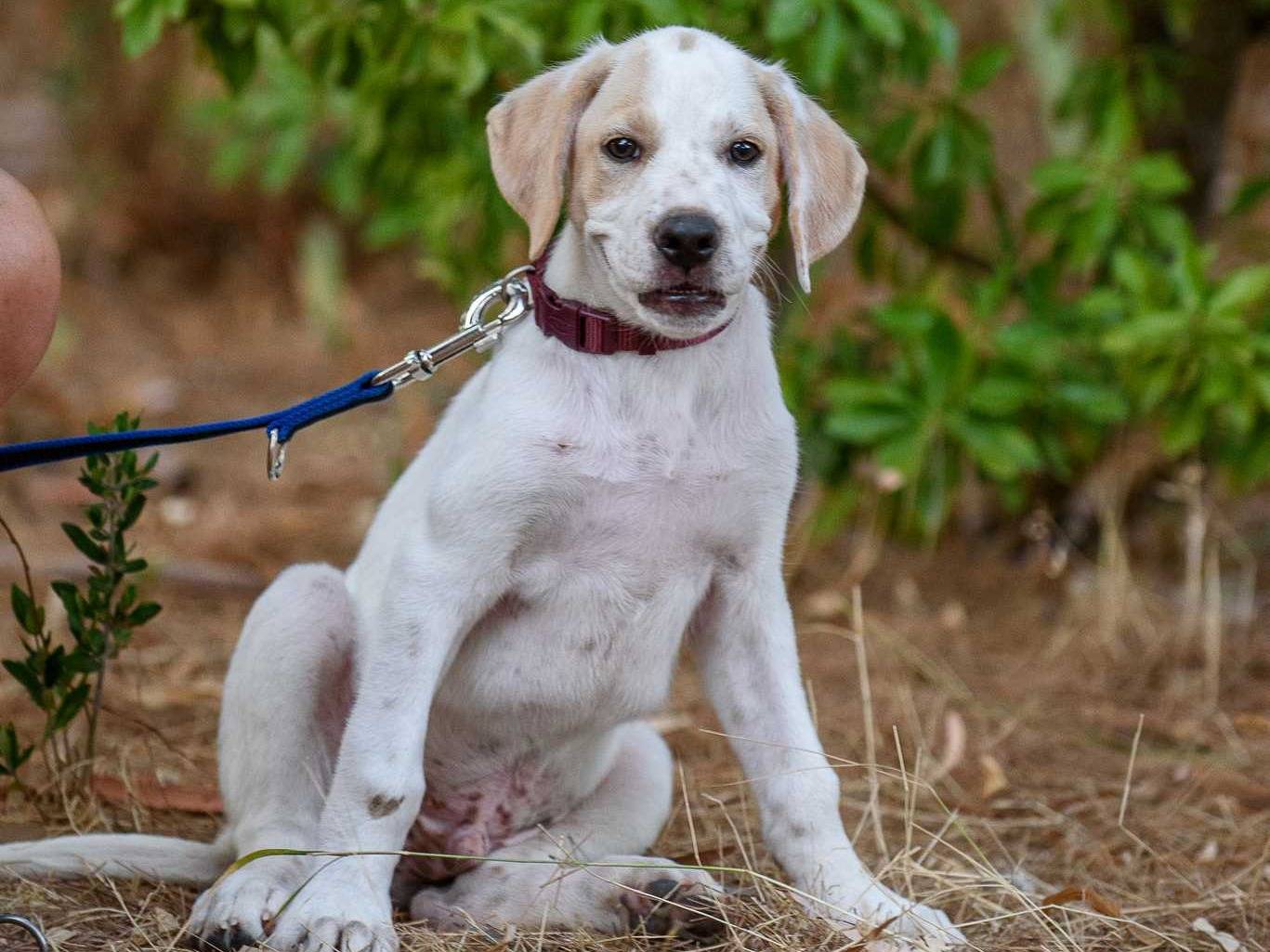 Vuoi adottare un cane a Parma?