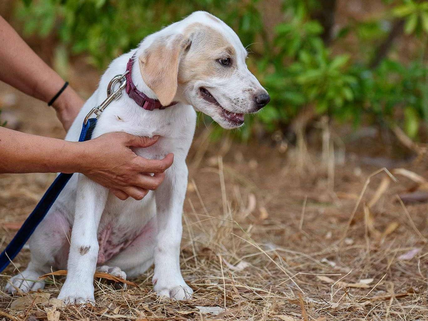 Adotta un cane, taglia grande, maschio, Parma