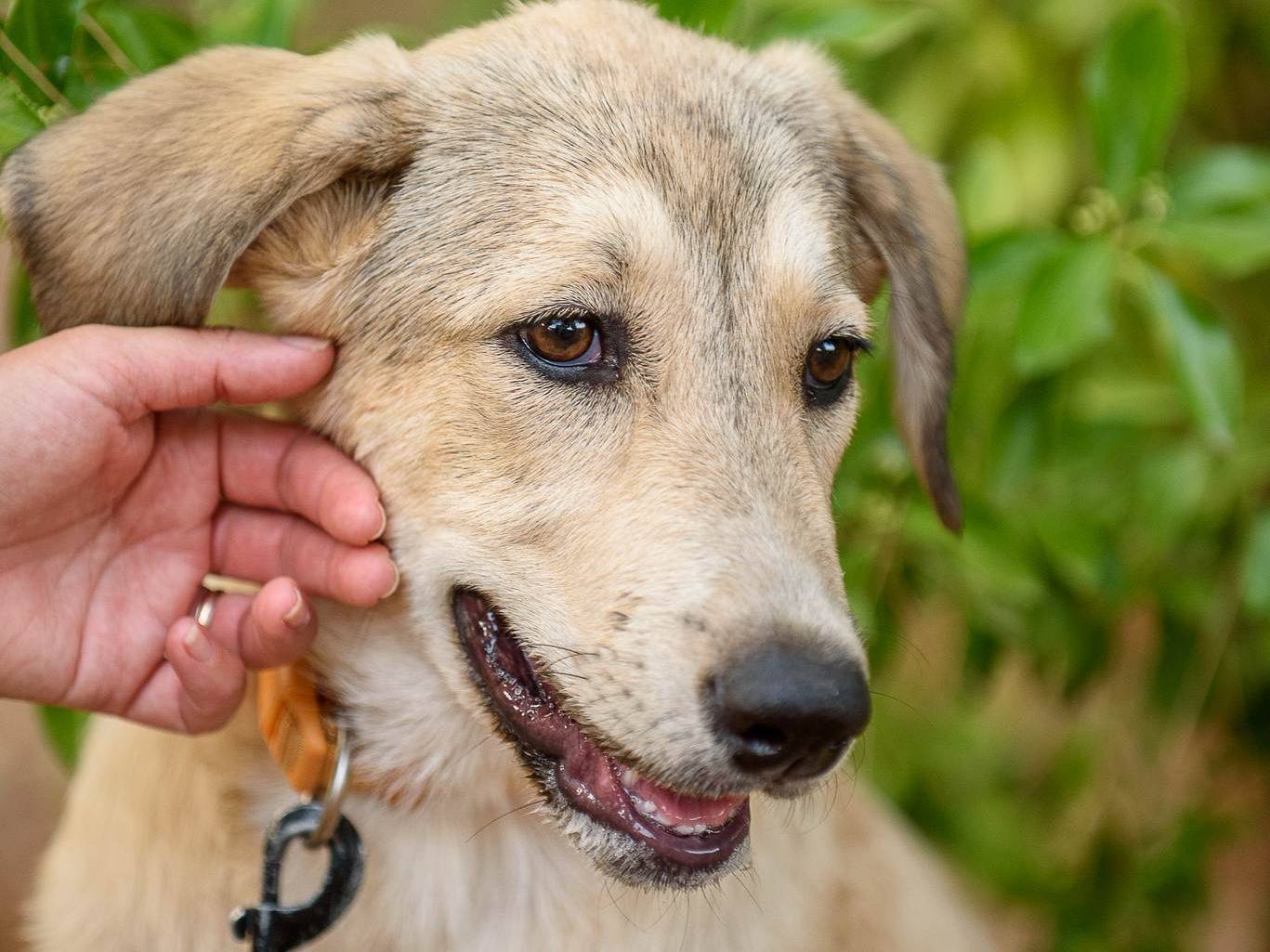 Adotta il cane Lilith a Brescia