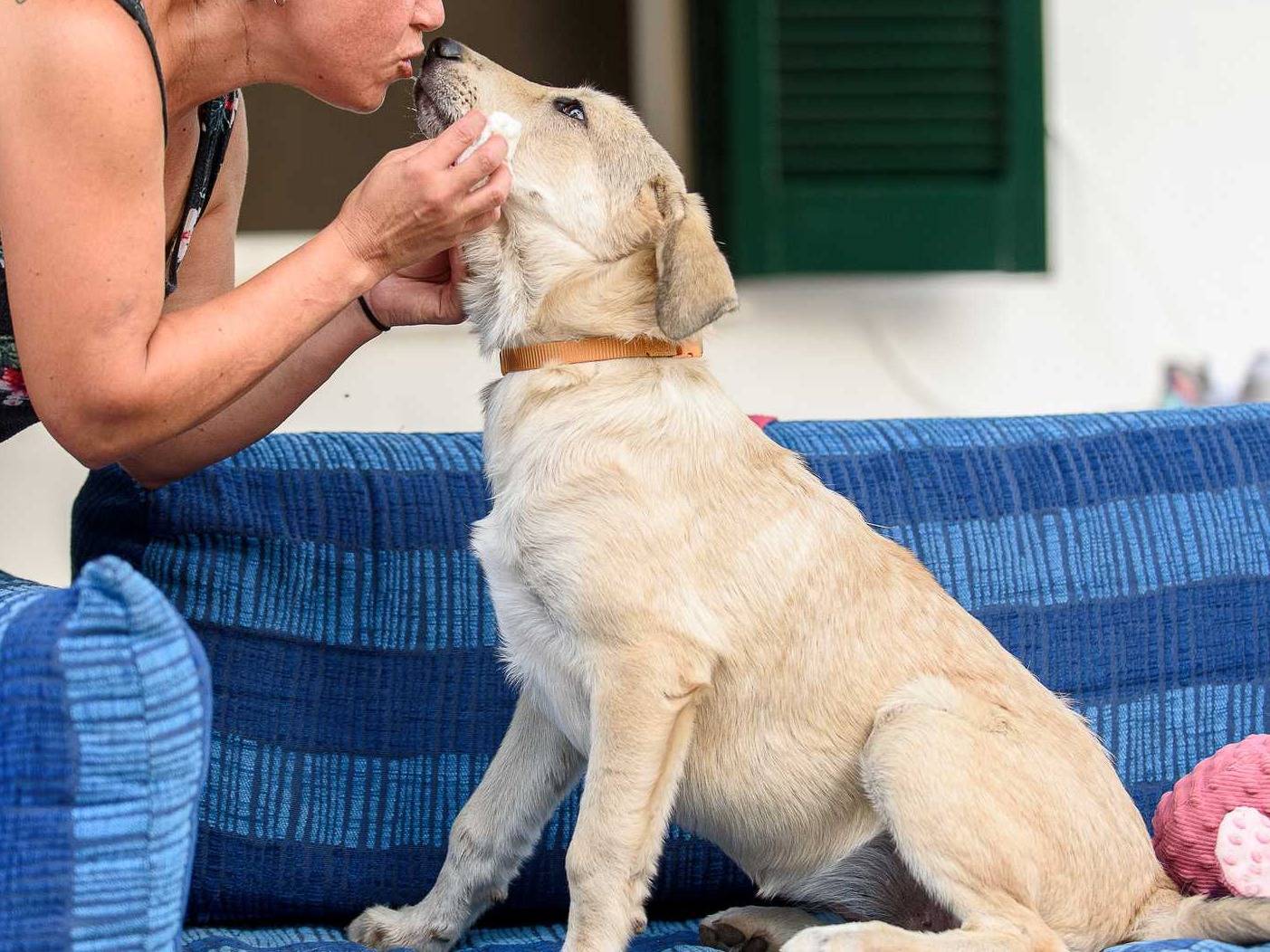 Vuoi adottare un cane a Brescia?
