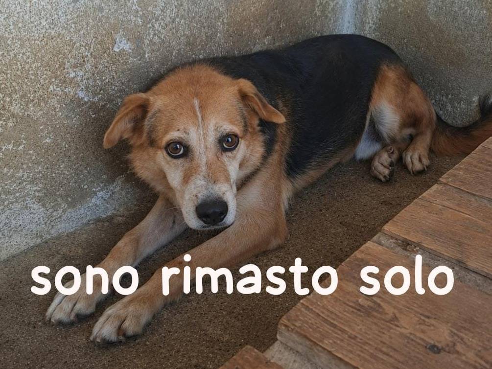 Adozione cane, maschio, Razza sconosciuta Razza sconosciuta, 10 anni e 1 mese, taglia media, Verona