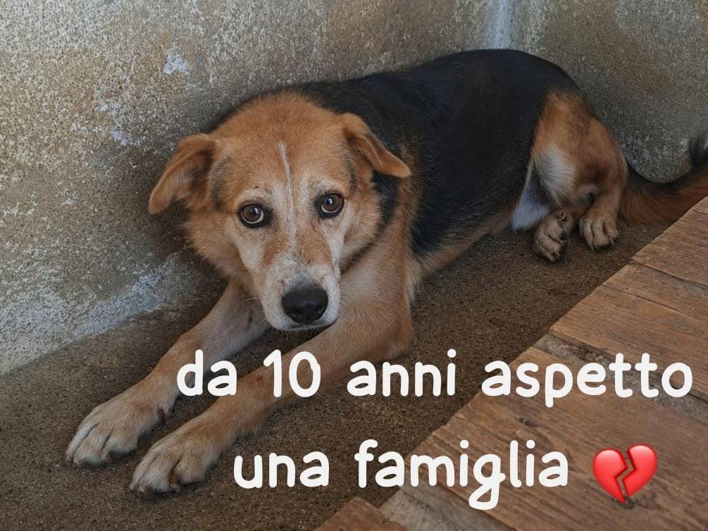 Adotta un cane, maschio, 10 anni e 1 mese, Verona