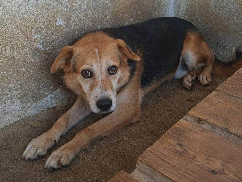 Adotta un cane, taglia media, maschio, Verona