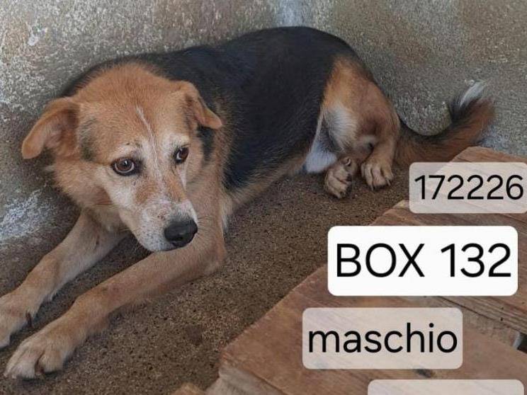 Vuoi adottare un cane a Verona?