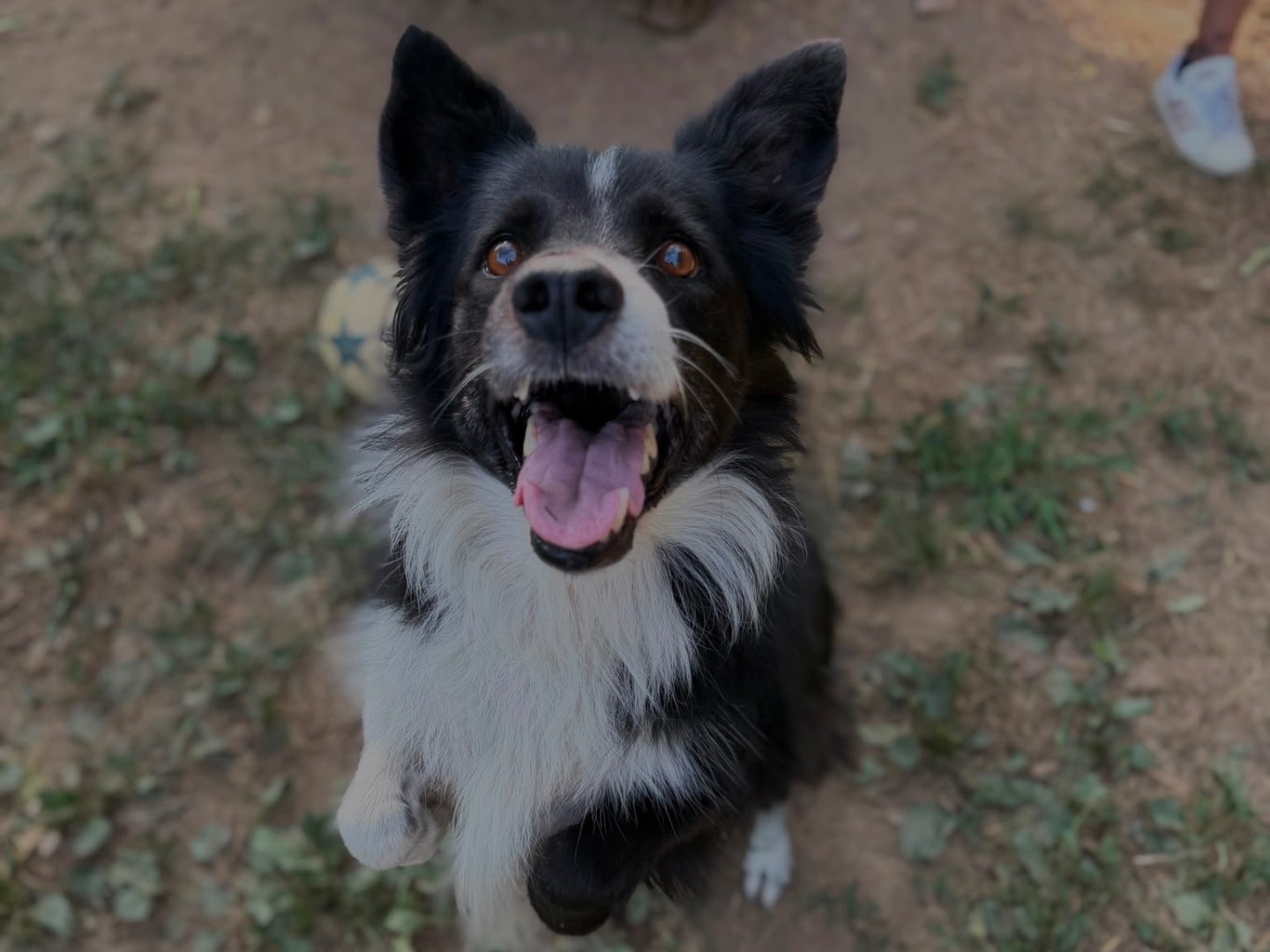 Adozione cane, maschio, Border Collie Razza sconosciuta, 10 anni, taglia media, Milano