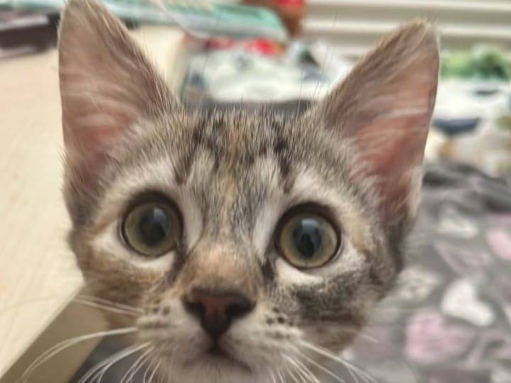 Adozione gatto, femmina, Razza sconosciuta Razza sconosciuta, 3 mesi, taglia non valida, Bari