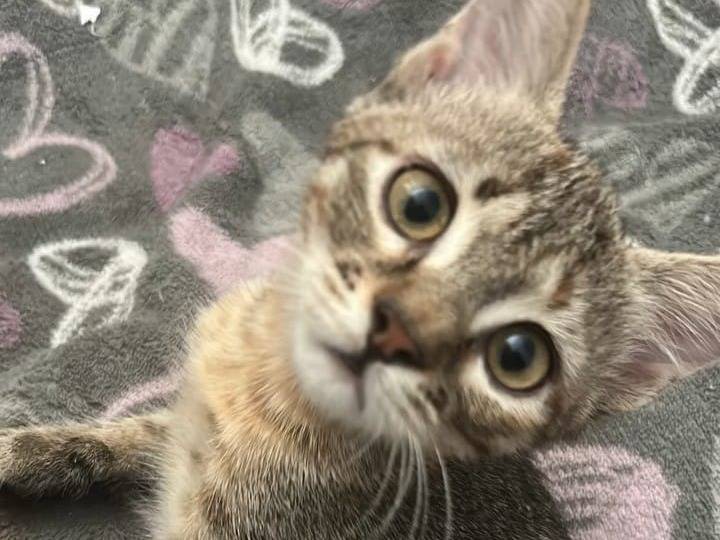 Adozione gatto, femmina, Razza sconosciuta Razza sconosciuta, 3 mesi, taglia non valida, Bari