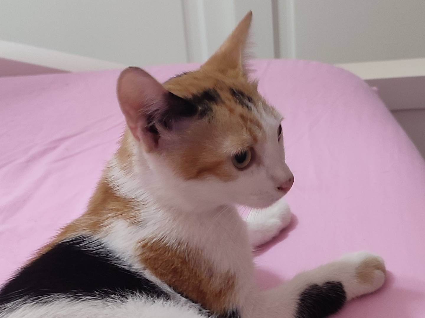 Adotta un gatto, taglia non valida, femmina, Napoli
