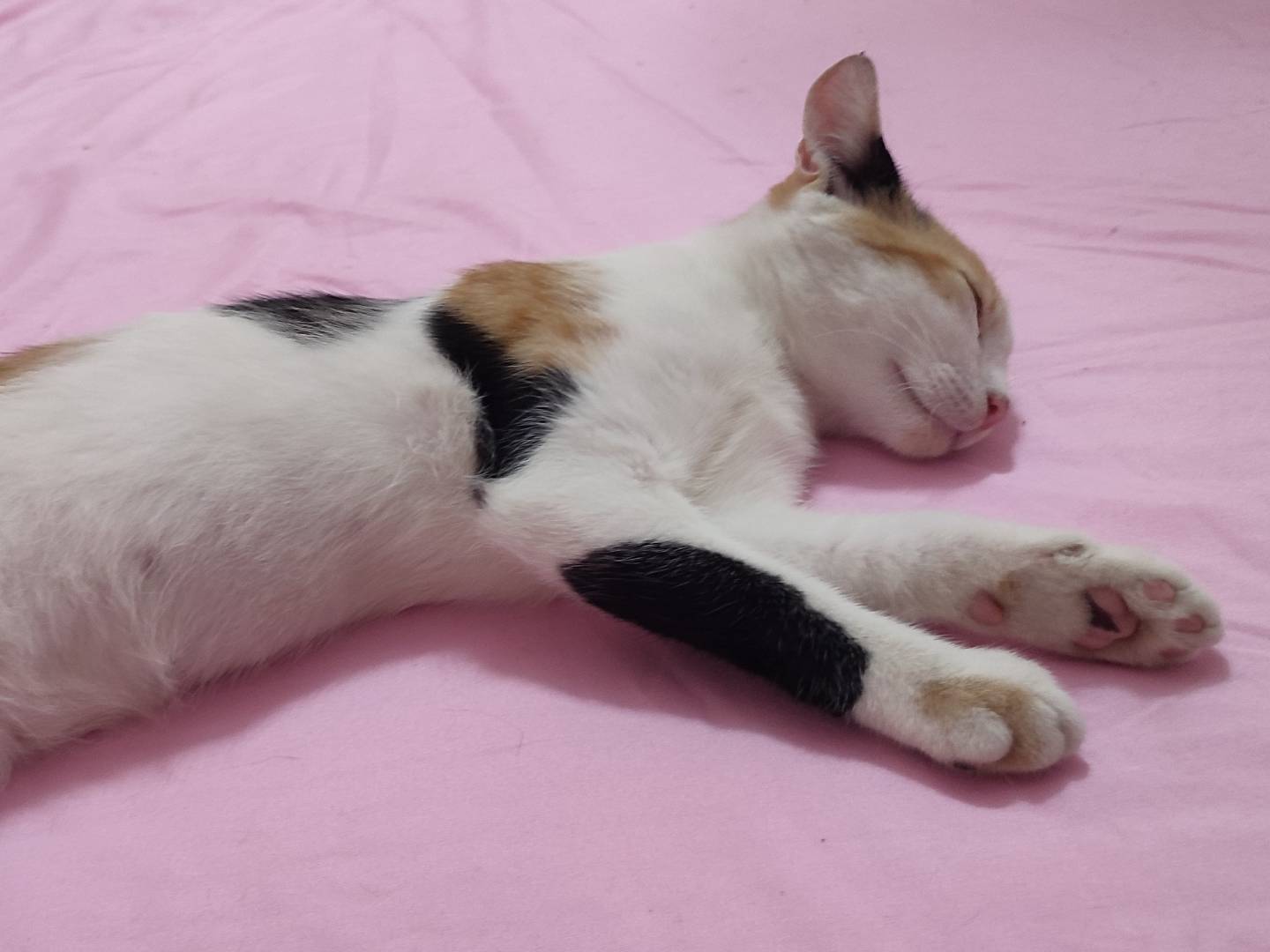 Vuoi adottare un gatto a Napoli?