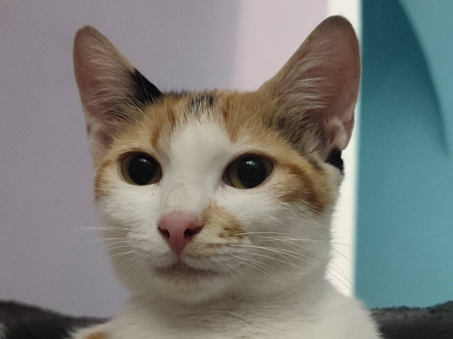 Adozione gatto, femmina, Razza sconosciuta Razza sconosciuta, 5 mesi, taglia non valida, Napoli