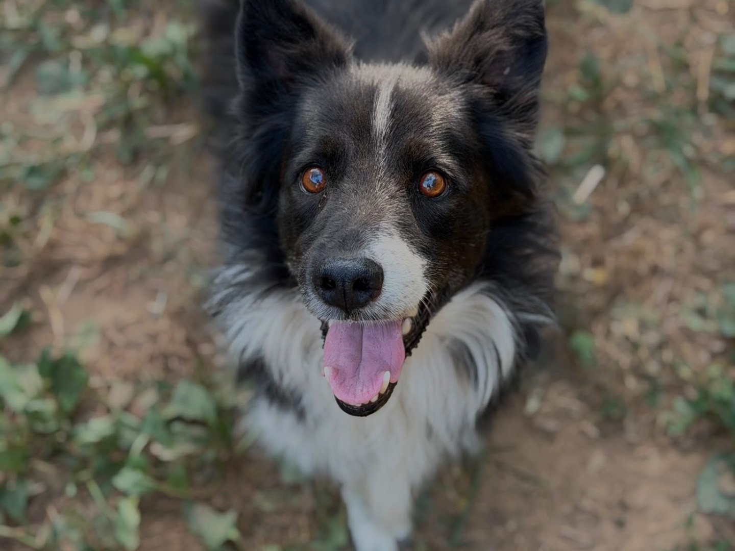 Adotta un cane, maschio, 10 anni, Milano
