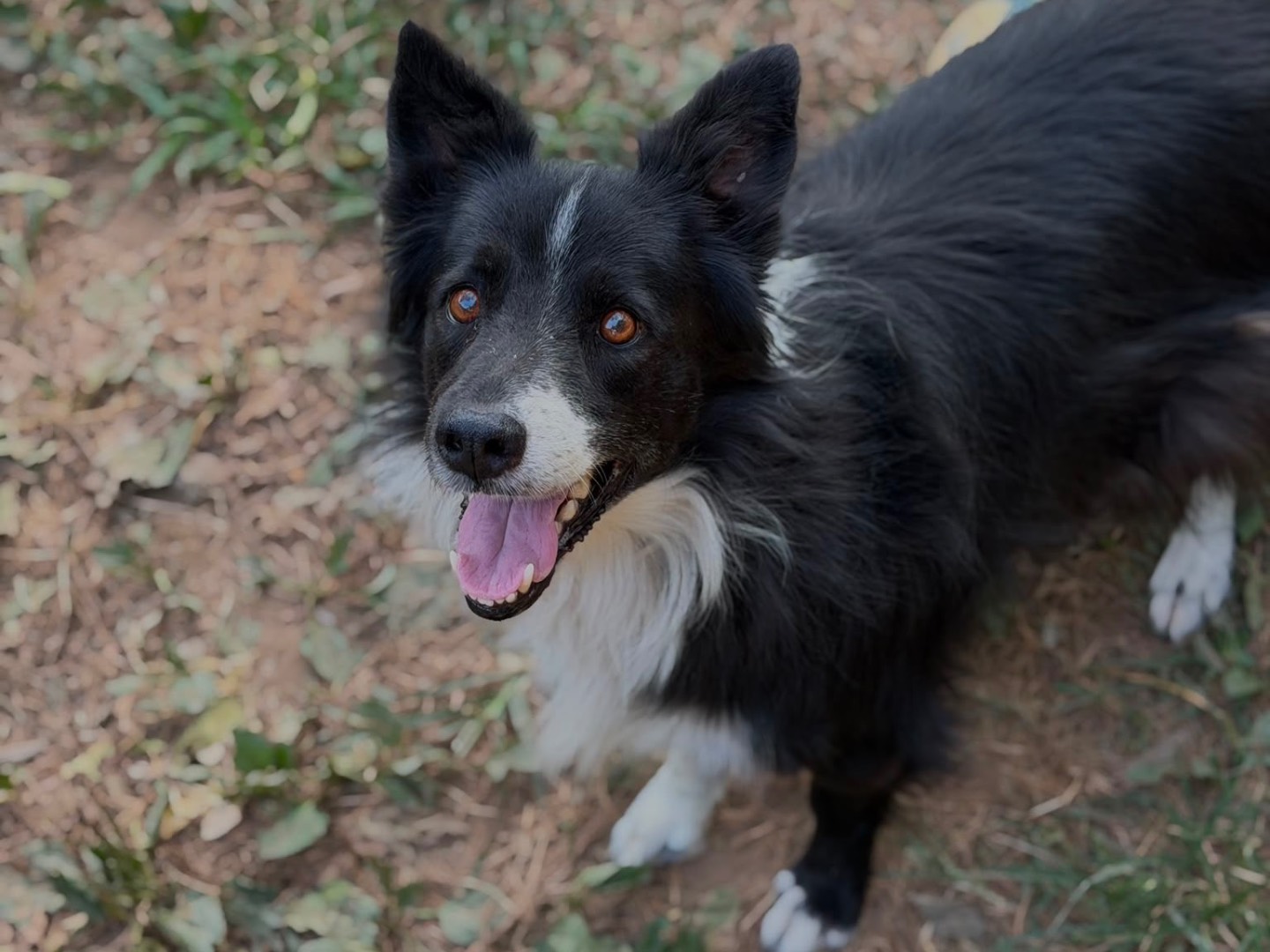Adotta un cane, taglia media, maschio, Milano