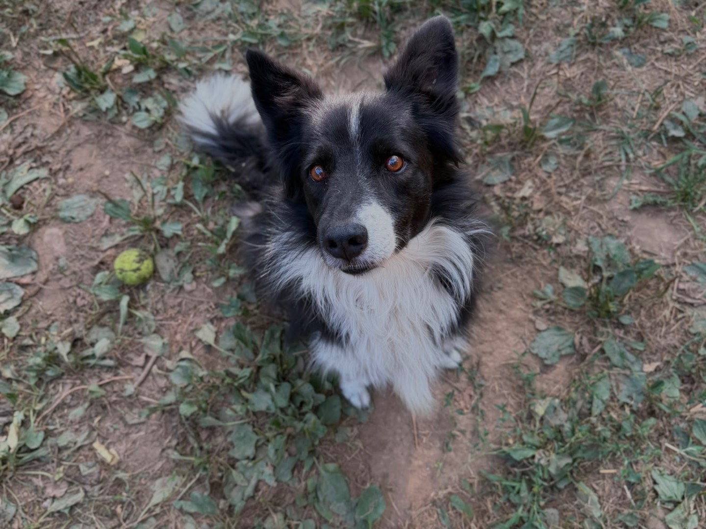Vuoi adottare un cane a Milano?