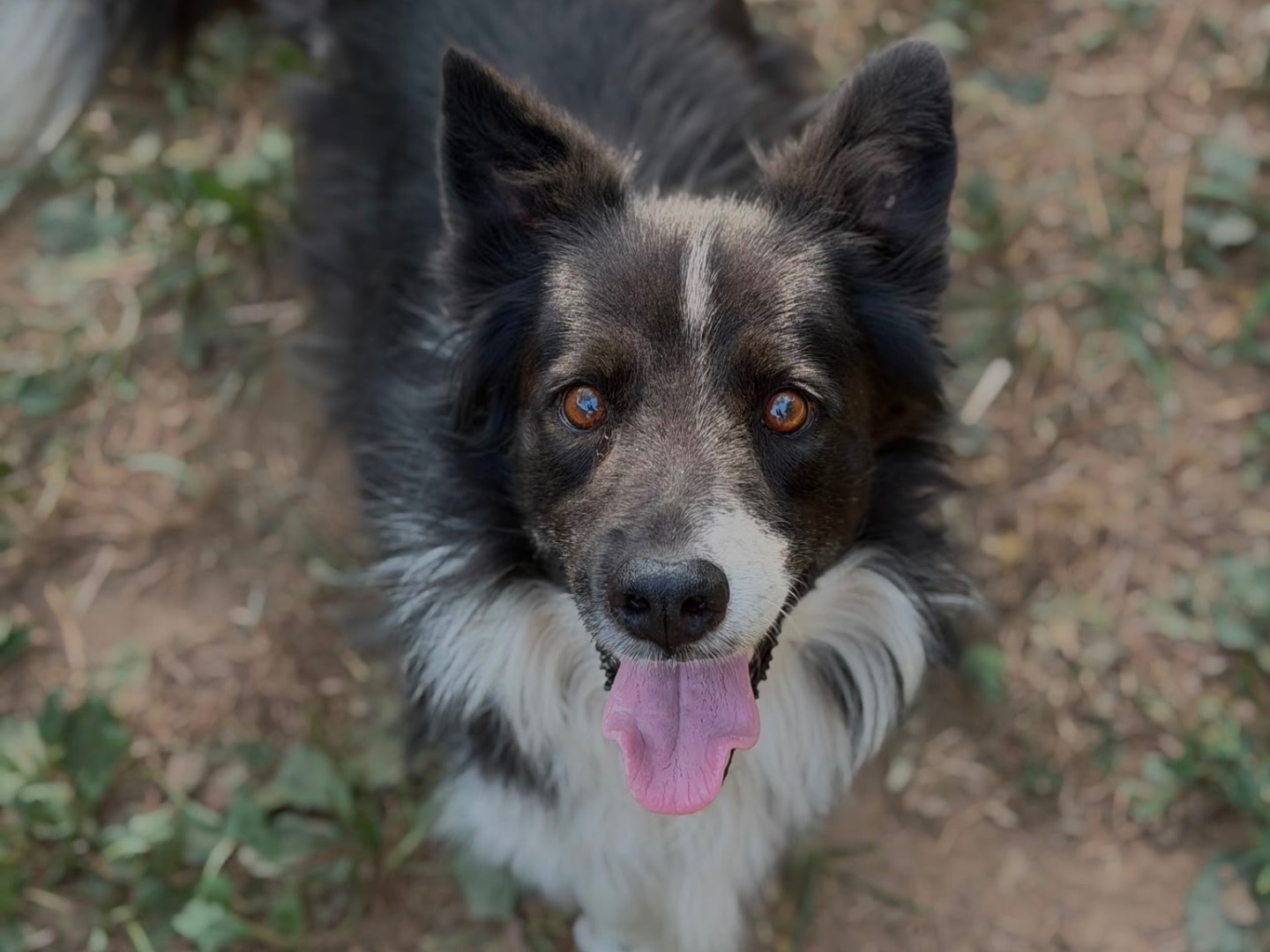 Adotta il cane Ciro a Milano