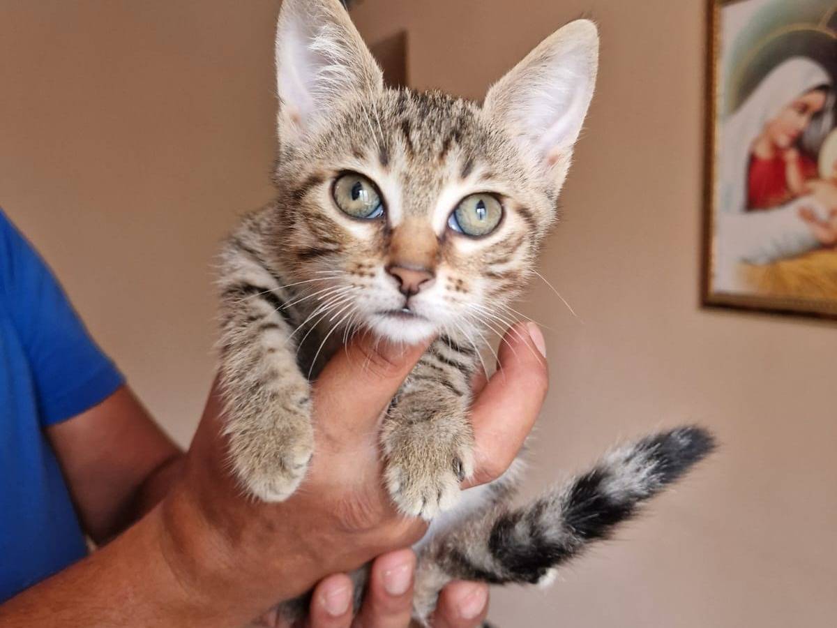 Adozione gatto, femmina, Razza sconosciuta Razza sconosciuta, 3 mesi, taglia non valida, Frosinone