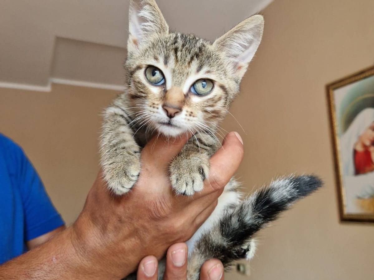 Adotta un gatto, femmina, 3 mesi, Frosinone