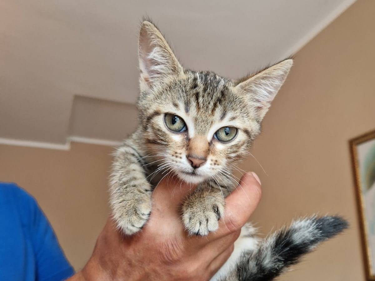 Adotta un gatto, taglia non valida, femmina, Frosinone