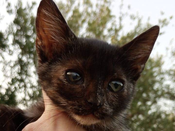 Adozione gatto, femmina, Razza sconosciuta Razza sconosciuta, 3 mesi, taglia non valida, Bari