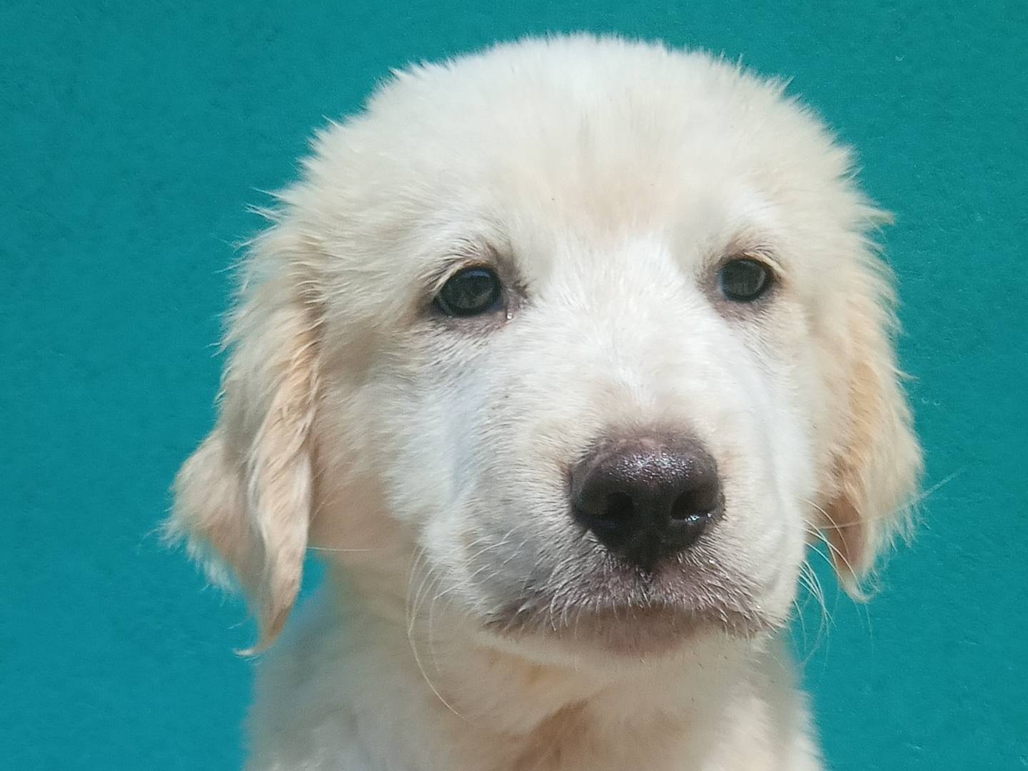 Adotta un cane, maschio, 3 mesi, Bergamo