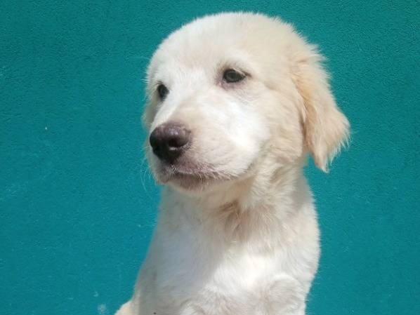 Adotta un cane, taglia grande, maschio, Bergamo