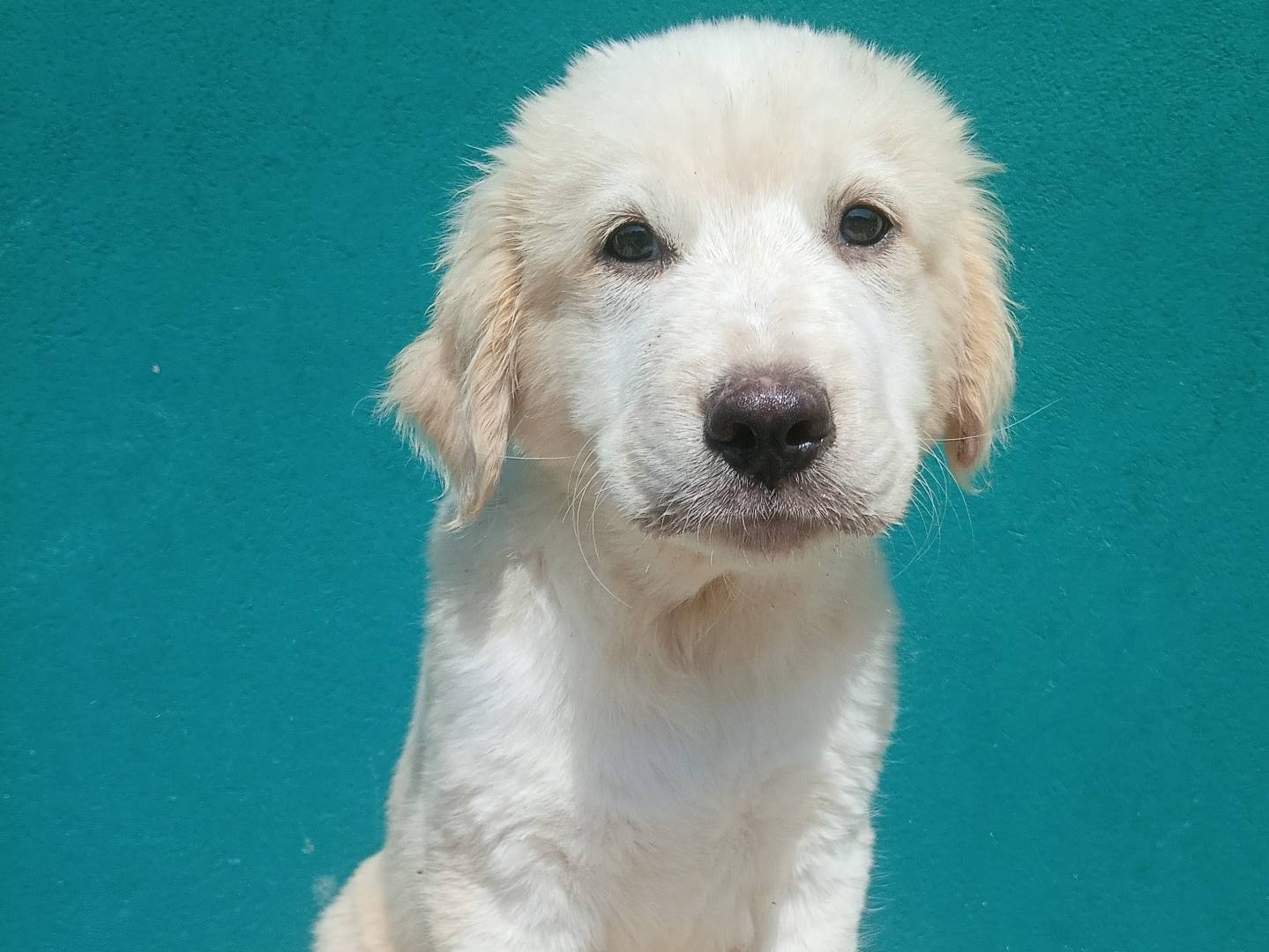 Adozione cane, maschio, Razza sconosciuta Razza sconosciuta, 3 mesi, taglia grande, Bergamo