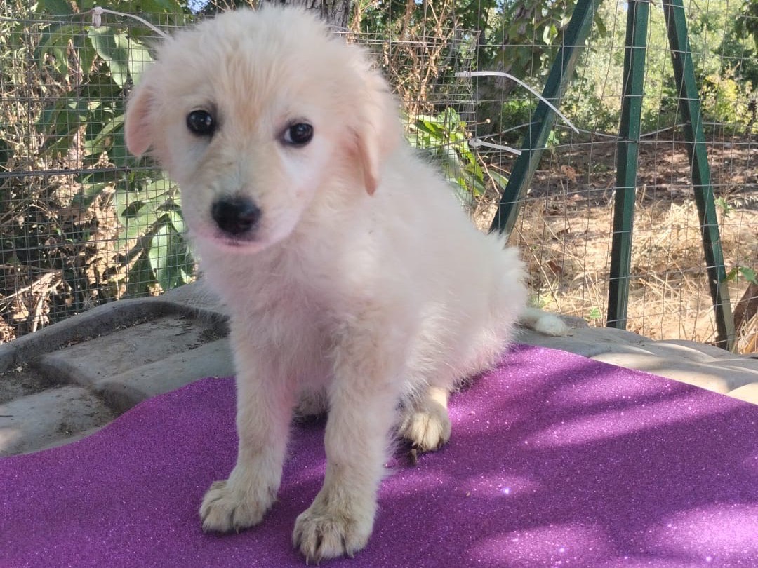 Adotta un cane, taglia media, femmina, Vibo