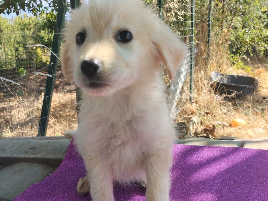 Vuoi adottare un cane a Vibo?