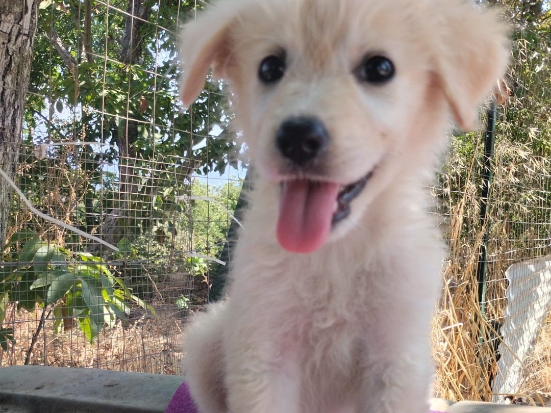Adozione cane, femmina, Razza sconosciuta Razza sconosciuta, 3 mesi, taglia media, Vibo